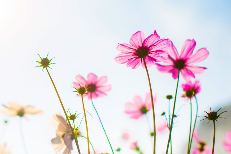 Tiges de fleurs rose.